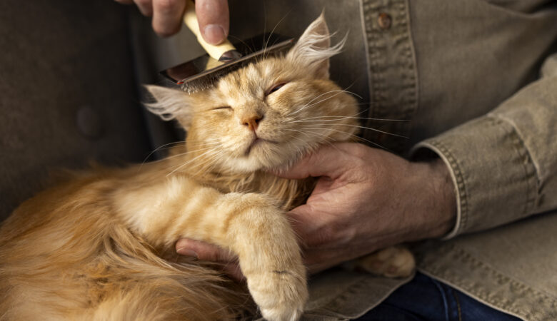 12 Best Pet Grooming Services in Malaysia