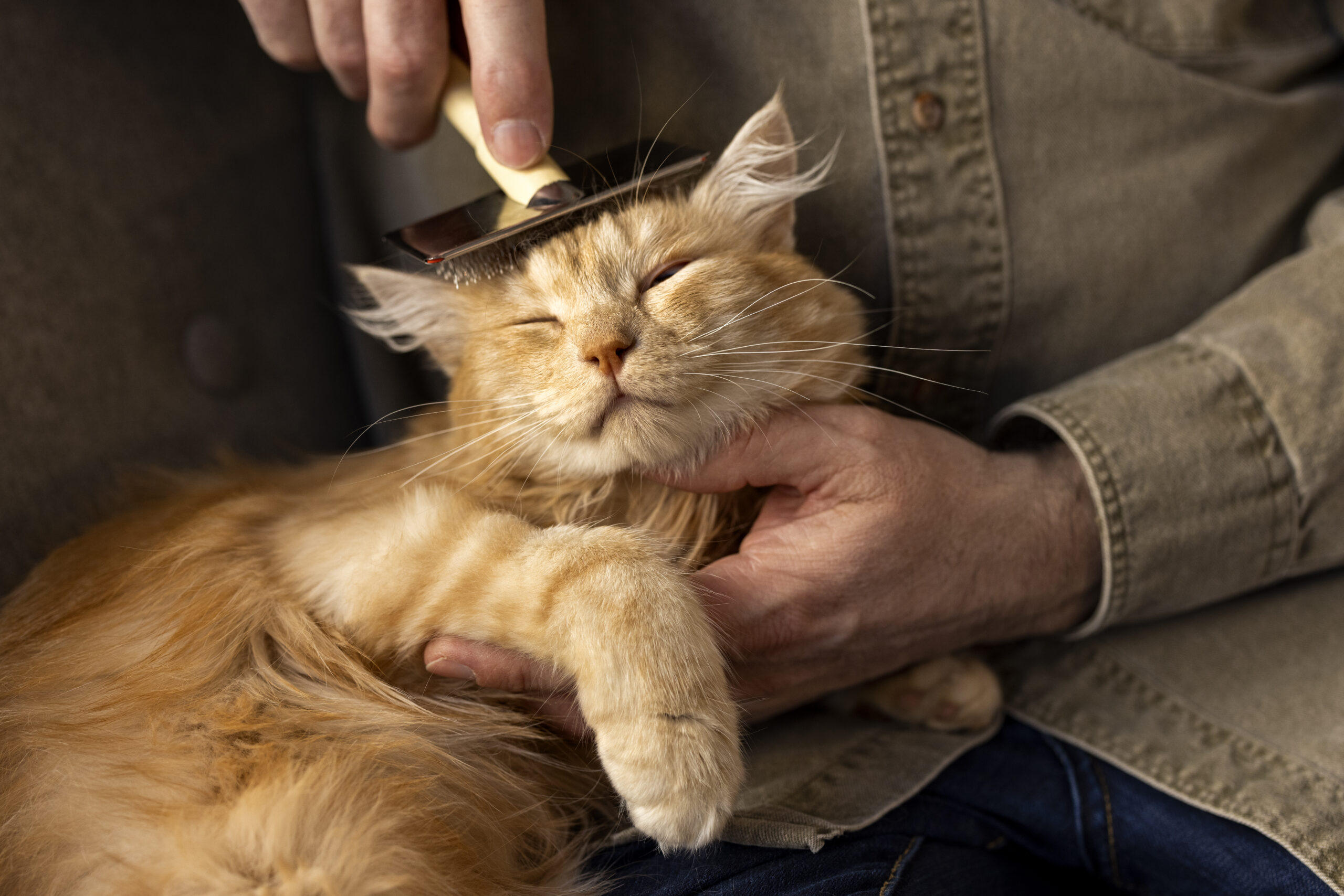 Recommended Pet Grooming Services in Malaysia